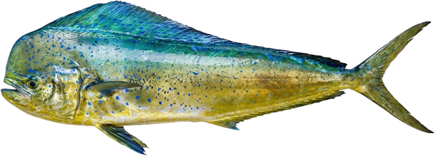 Dorado