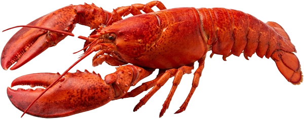 Lobster (Langosta)