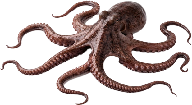 Pulpo