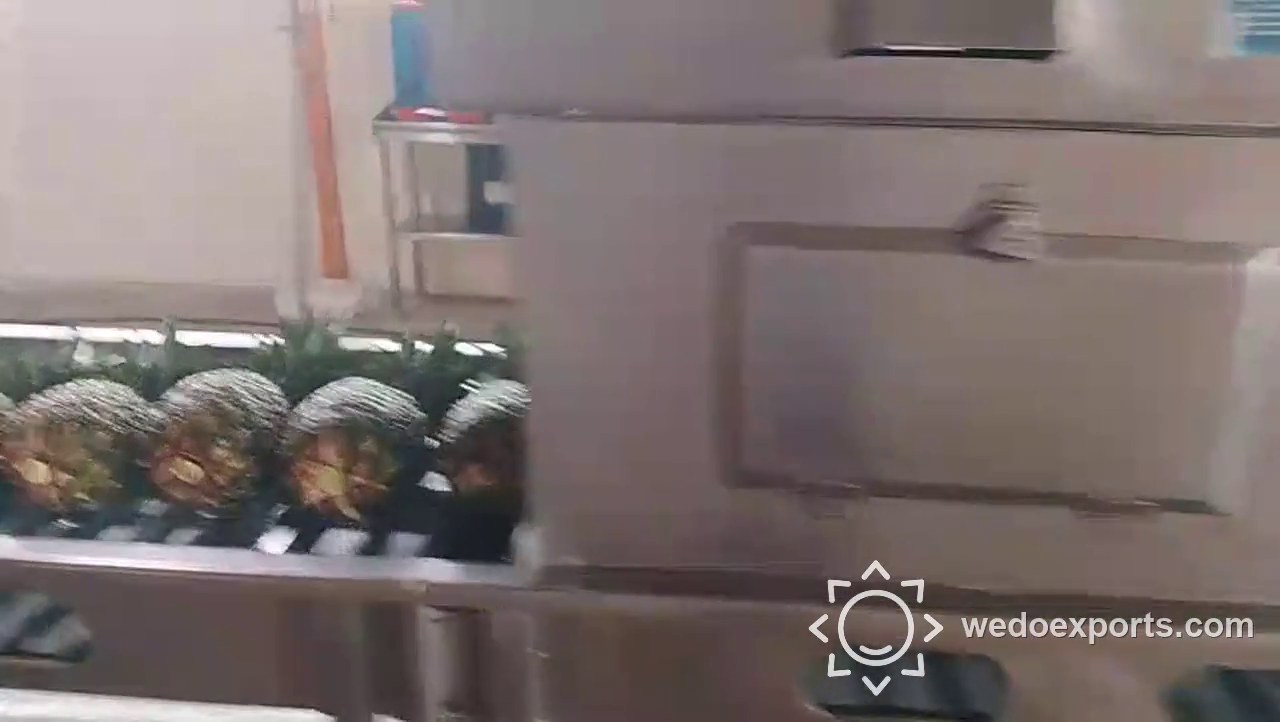 Sorting line video